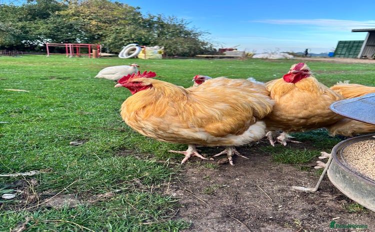 Chickens poultry - Advert 1