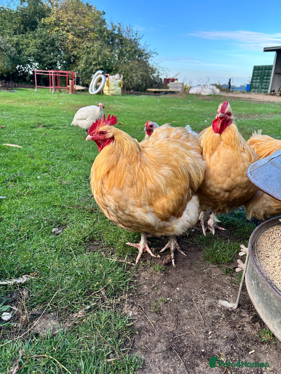 Chickens poultry for sale: Pure Breed Large Fowl Buff Orpington Cockerels - Advert 1