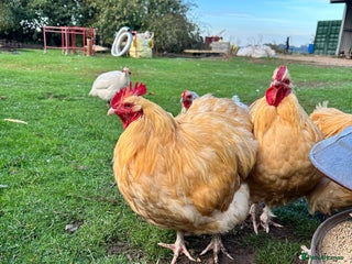 Chickens poultry - Advert 10