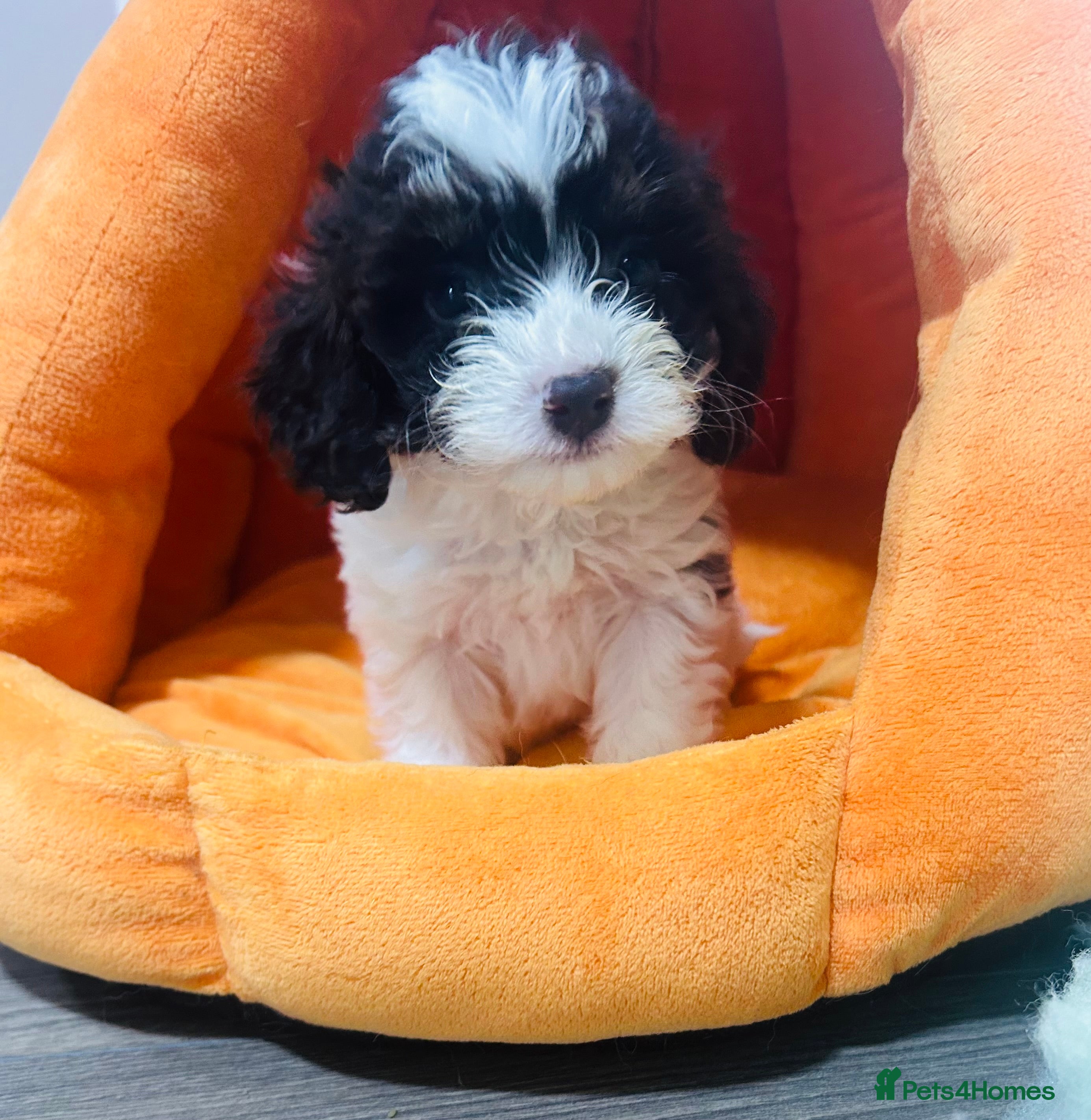 Cavapoo dogs F1b Cavapoo puppies 🐶 fully health tested  - Advert 1