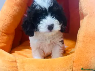 Cavapoo dogs F1b Cavapoo puppies 🐶 fully health tested - Advert 1