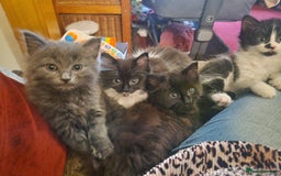 British Shorthair cats for sale: Cute kittens for sale  - Image 1
