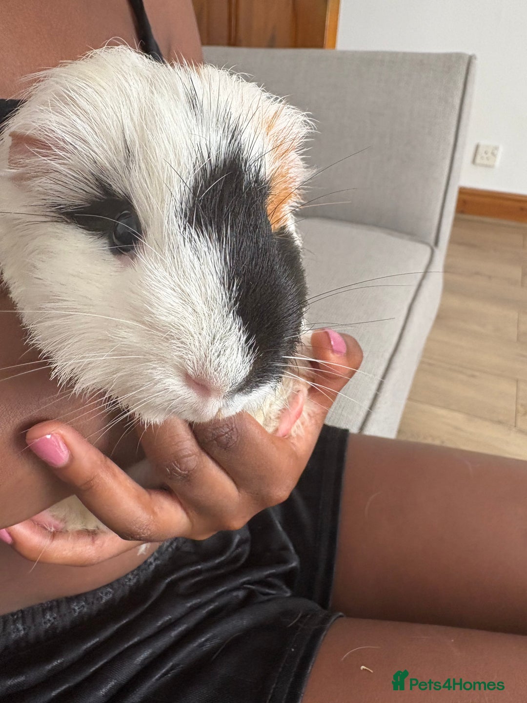 Guinea Pig rodents for sale: Guinea pigs looking for a new home - Image 2