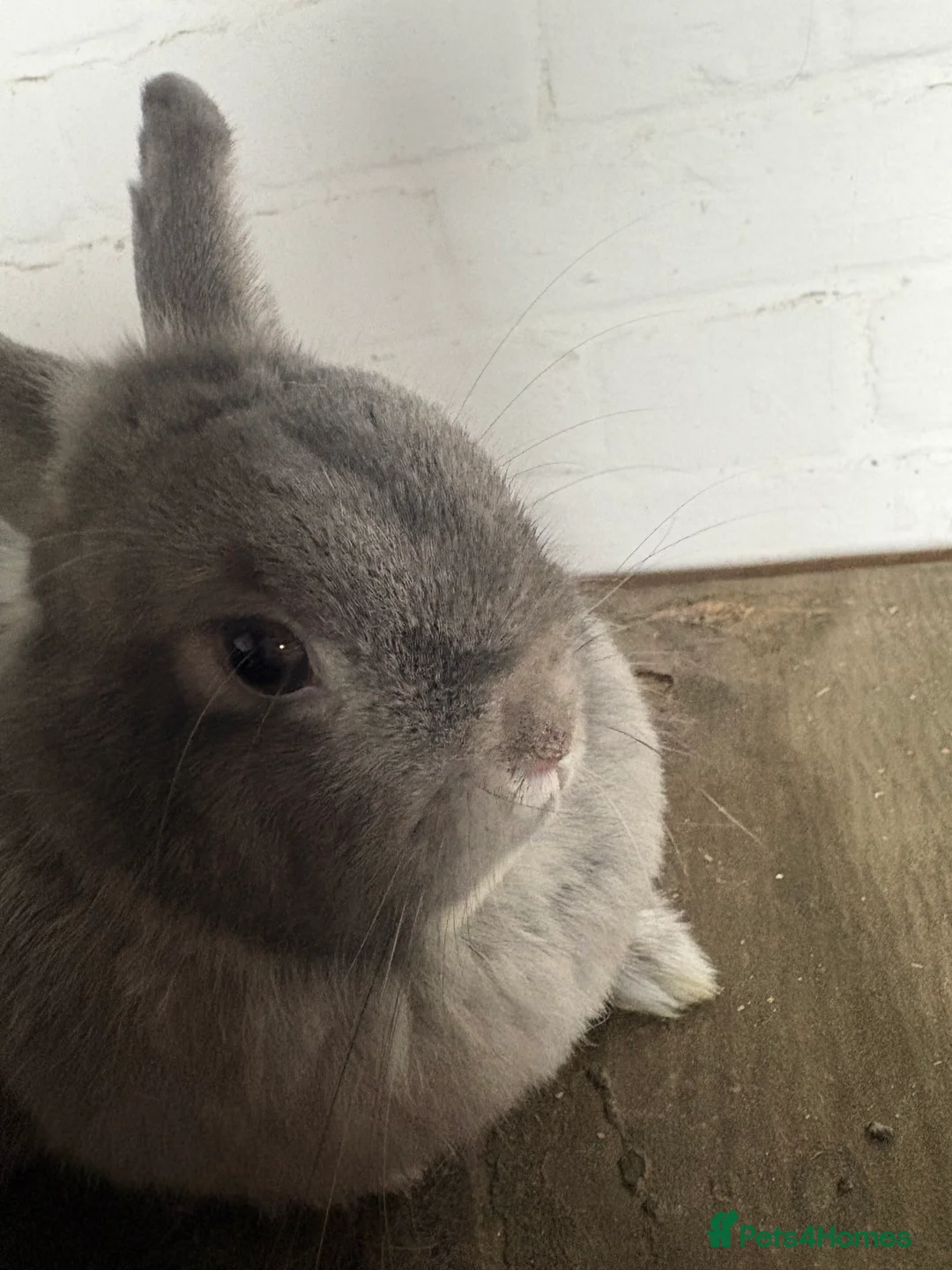 Mixed Breed rabbits for sale: female rabbit - Advert 1