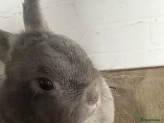 Mixed Breed rabbits female rabbit - Advert 8