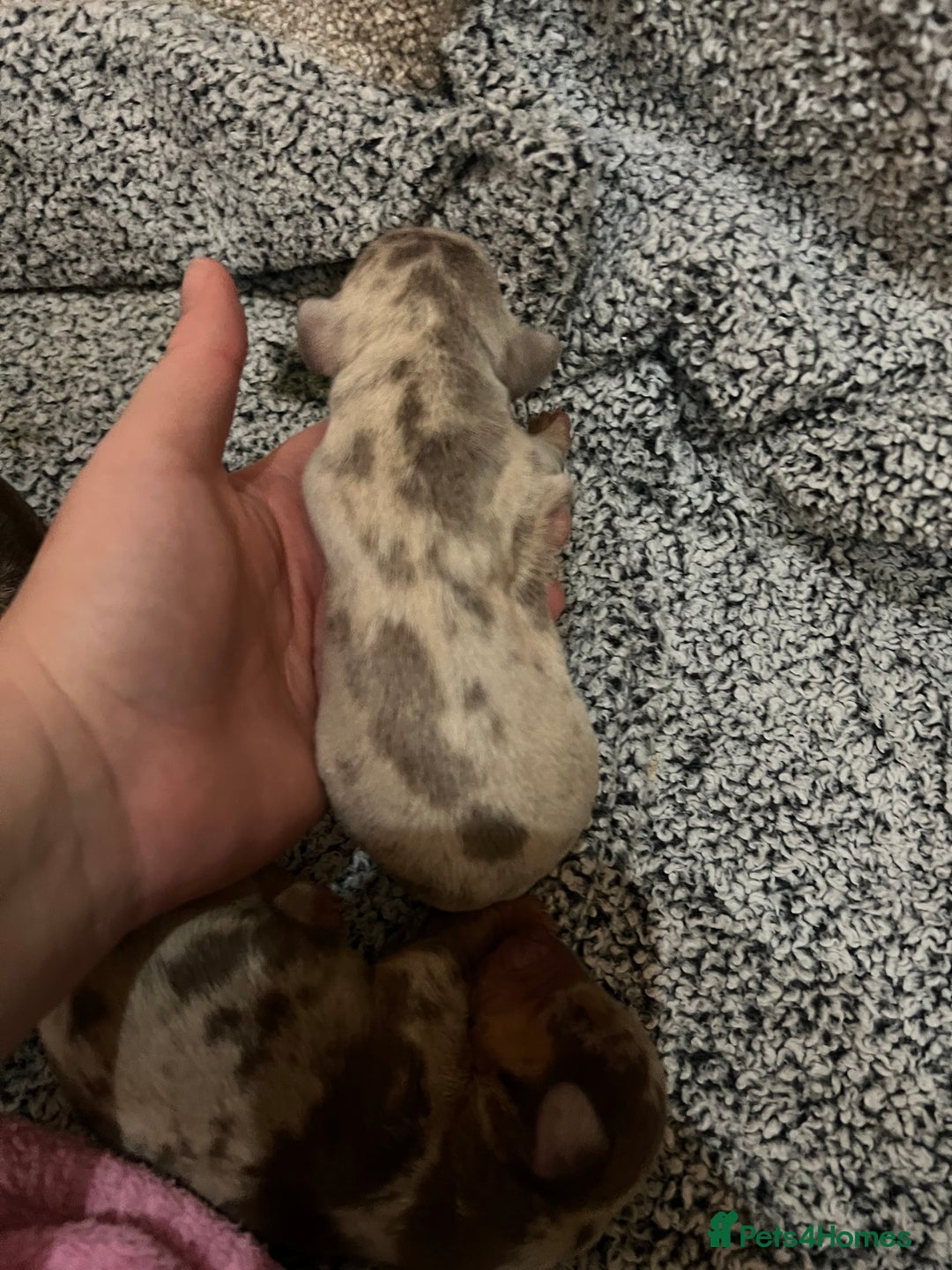 Miniature Dachshund dogs for sale: 💙KC REG💕💕💓Miniature dachshund 💙 - Advert 5