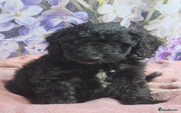 Cockapoo dogs for sale: sable & phantom & tri colour cockapoo puppies  - Image 38