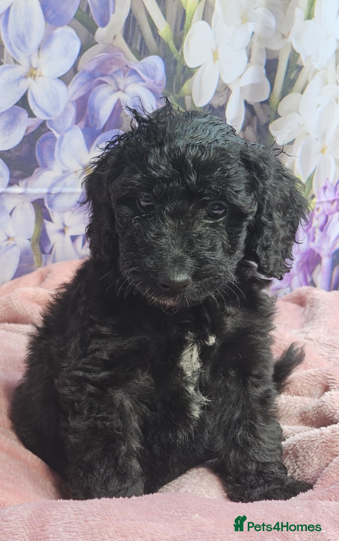 Cockapoo dogs for sale: sable & phantom & tri colour cockapoo puppies  - Image 38