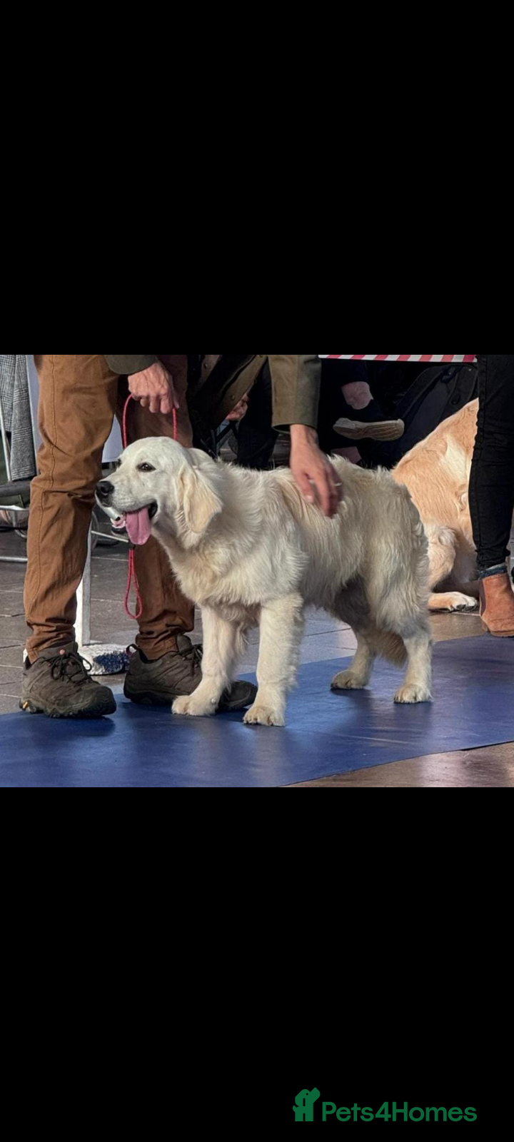 Golden Retriever dogs KC Registered 10 month old Male golden retriever  - Advert 9