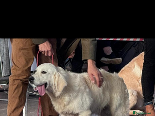 Golden Retriever dogs KC Registered 10 month old Male golden retriever - Advert 9