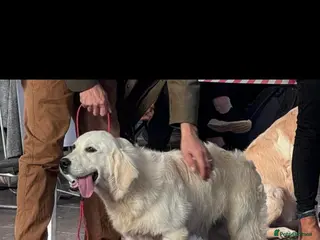 Golden Retriever dogs KC Registered 10 month old Male golden retriever - Advert 10