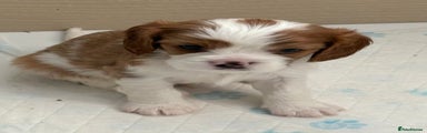 Cavalier King Charles Spaniel Puppy 2