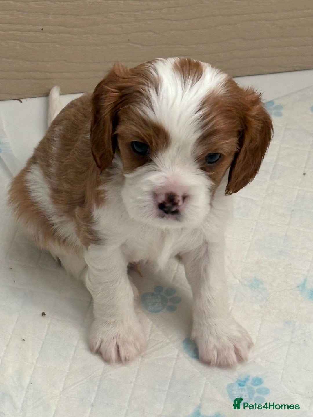 Cavalier King Charles Spaniel dogs for sale: Beautiful Blenheim King Charles spaniel pups    - Advert 21