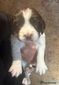 English Springer Spaniel 3