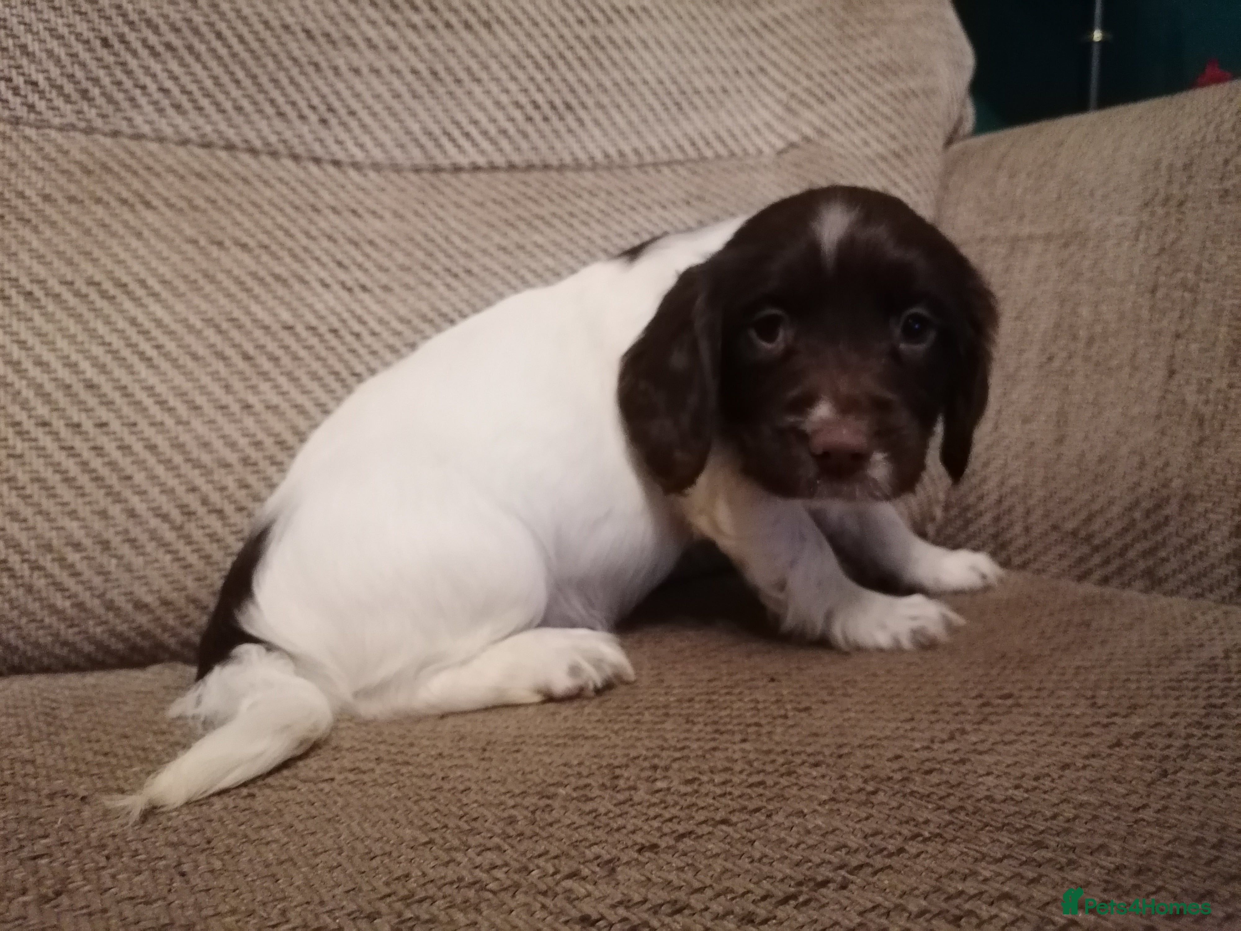 English Springer Spaniel dogs 1 beautiful bitch left!!!  - Advert 3