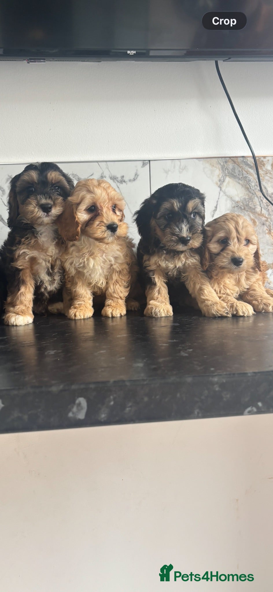 Cavapoo dogs Top quality toy Cavapoo puppies  - Advert 2