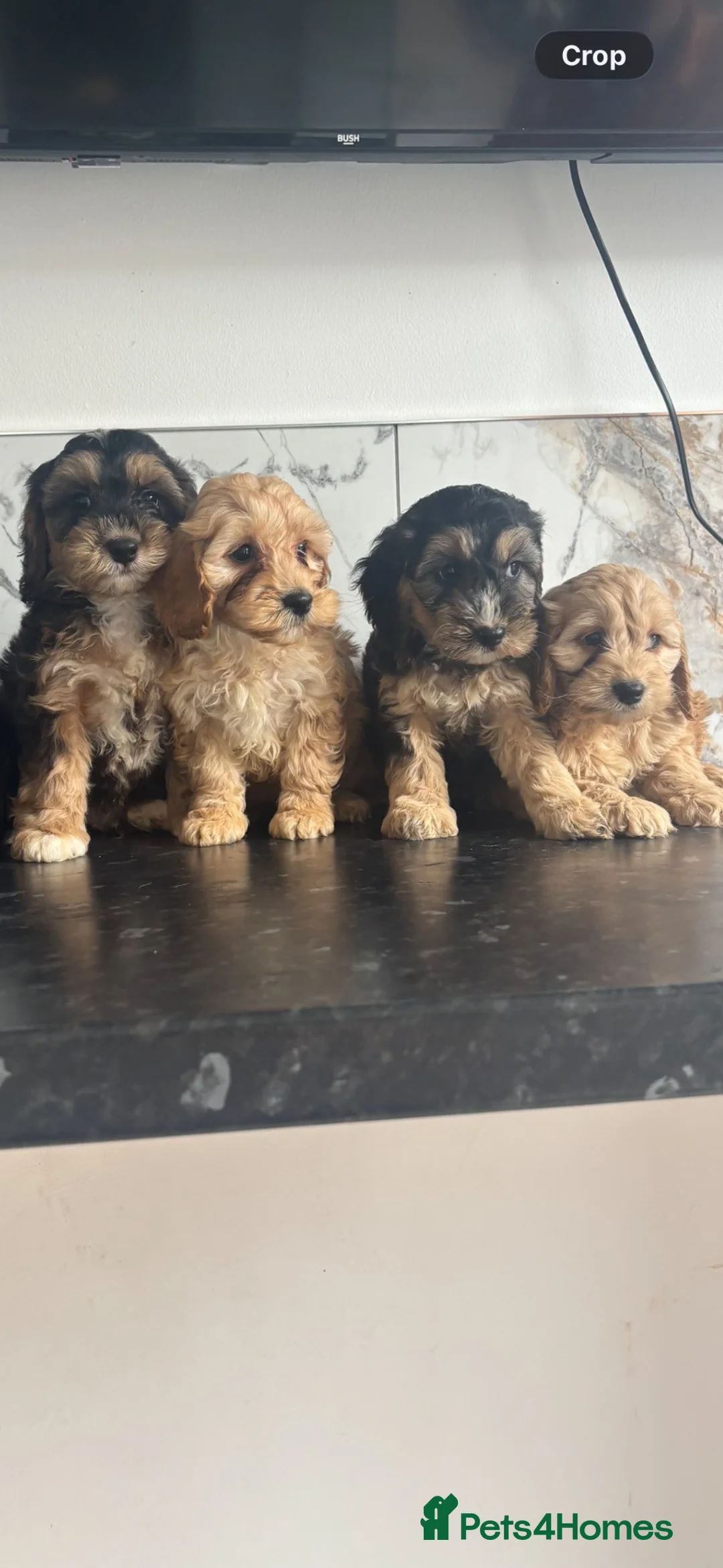 Cavapoo dogs for sale: Top quality toy Cavapoo puppies  - Advert 1