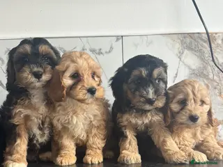 Cavapoo dogs Top quality toy Cavapoo puppies - Advert 2