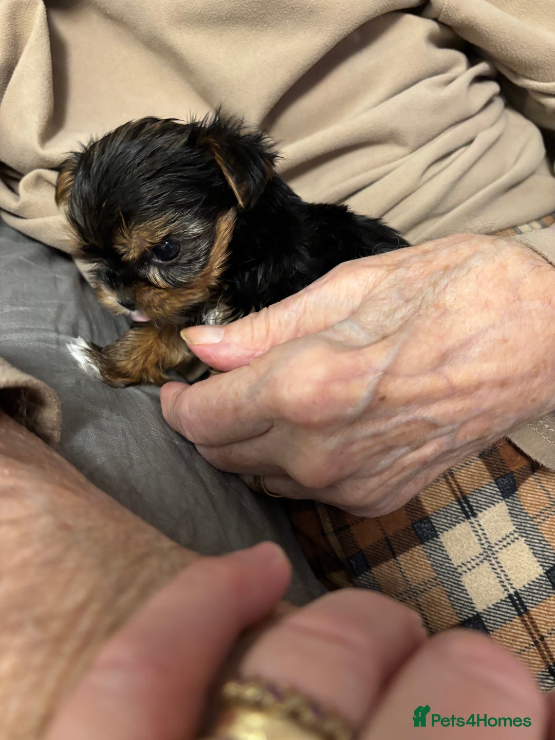 Yorkshire Terrier dogs for sale: Three beautiful Yorkshire terrier puppies  - Advert 6