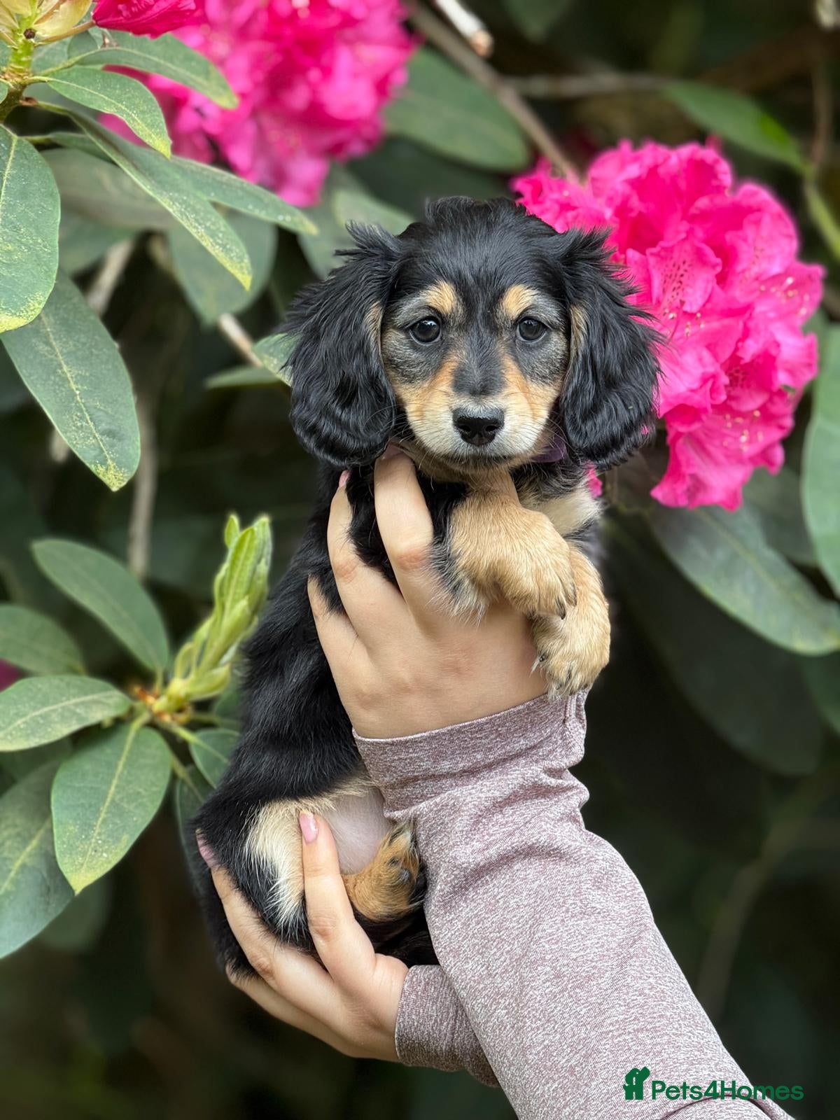 Miniature Dachshund dogs Long Hair Black And Cream Miniature Dachshund - Advert 5