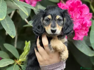 Miniature Dachshund dogs Long Hair Black And Cream Miniature Dachshund - Advert 5