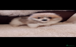 Pomeranian dogs for sale: Miniature Pomeranian puppies - Image 7