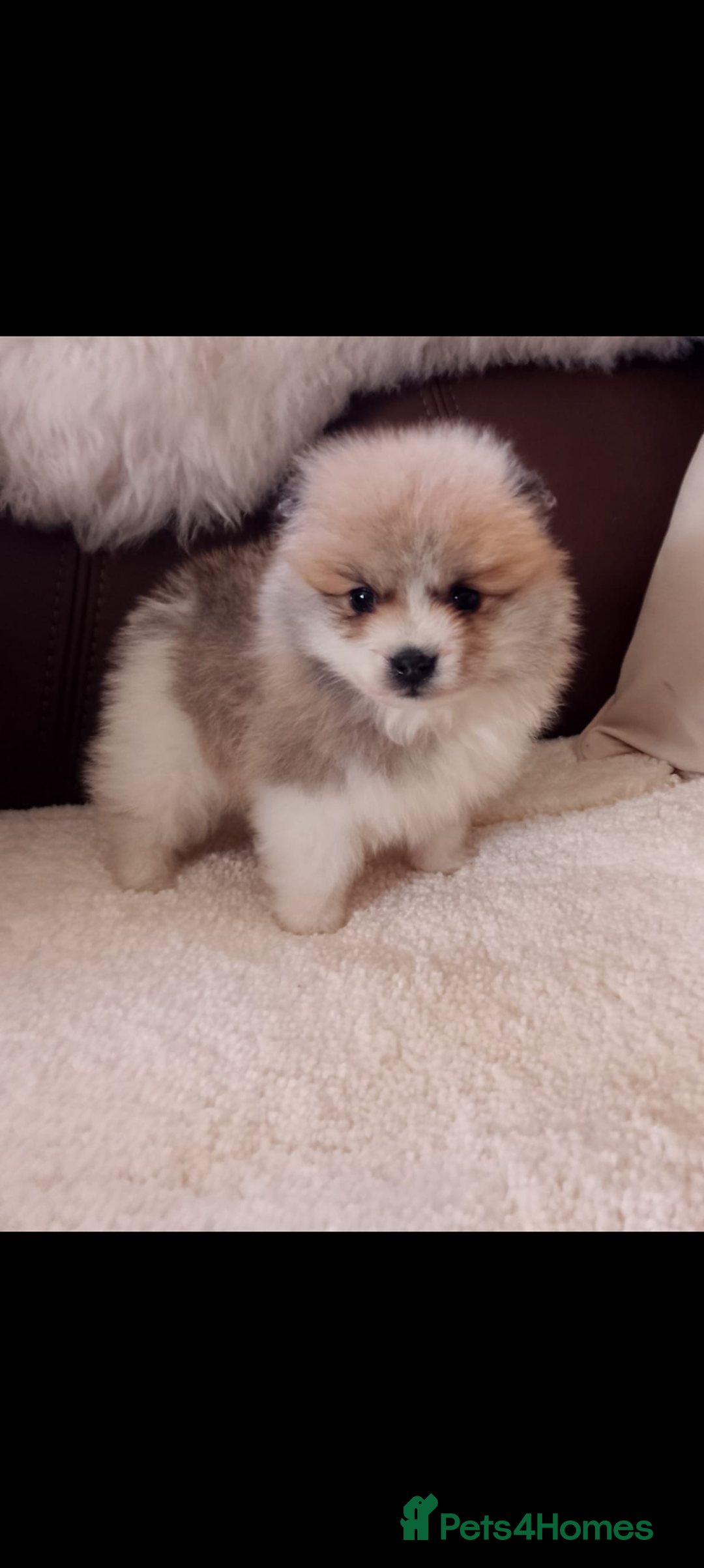 Pomeranian dogs for sale: Miniature Pomeranian puppies - Image 7