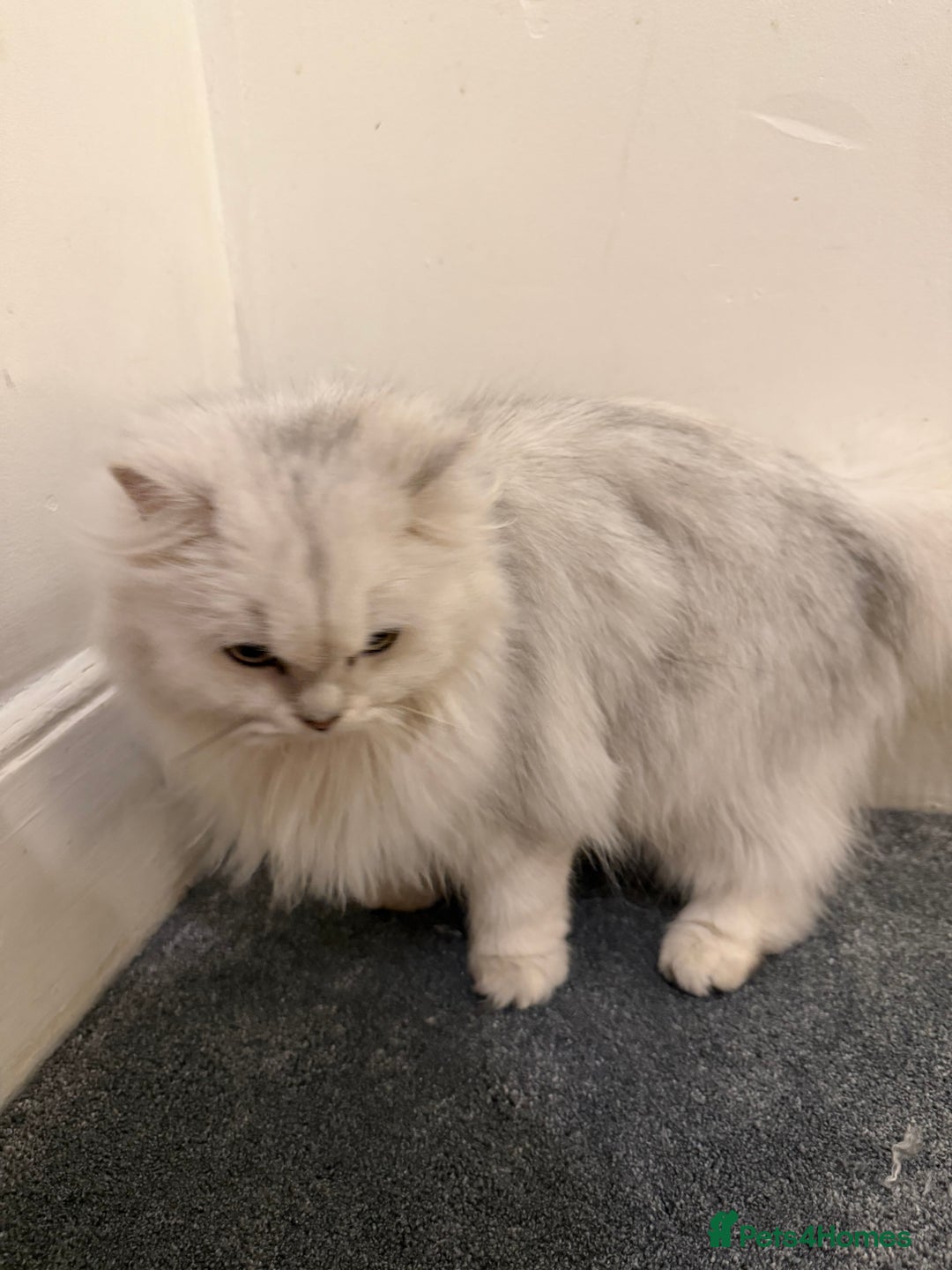 Scottish Fold cats for sale: Tica Active registered cat - Advert 6