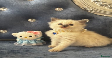 Ragdoll cats - Advert 11