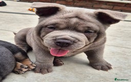 Mixed Breed dogs for sale: Chowxfrenchie Ready for new homes** - Image 7