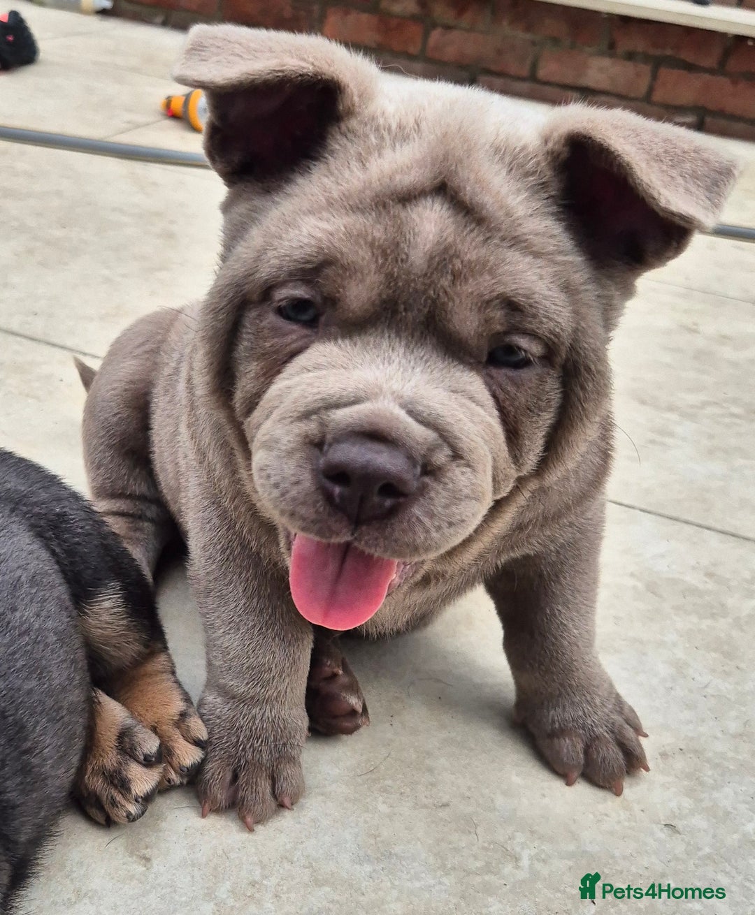 Mixed Breed dogs for sale: Chowxfrenchie Ready for new homes** - Image 7