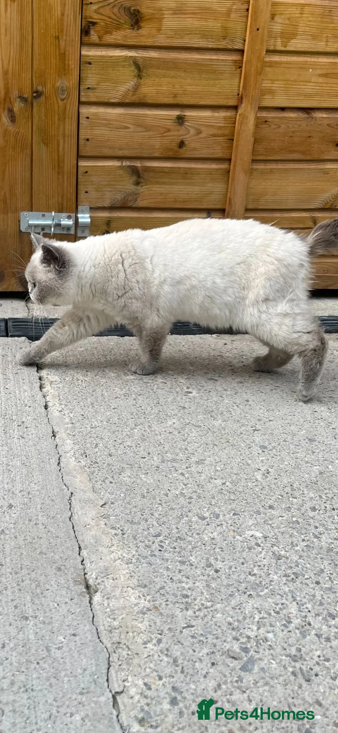 British Shorthair cats for sale: Lilac Colourpoint Active GCCF Reg Female - Advert 5