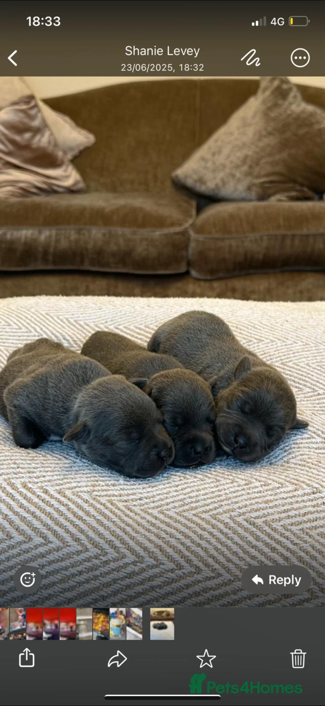 Staffordshire Bull Terrier dogs for stud: (ROCKY) rezevoire prince amond  - Advert 13