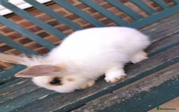 Lionhead rabbits for sale: Two Rabbits - Image 3