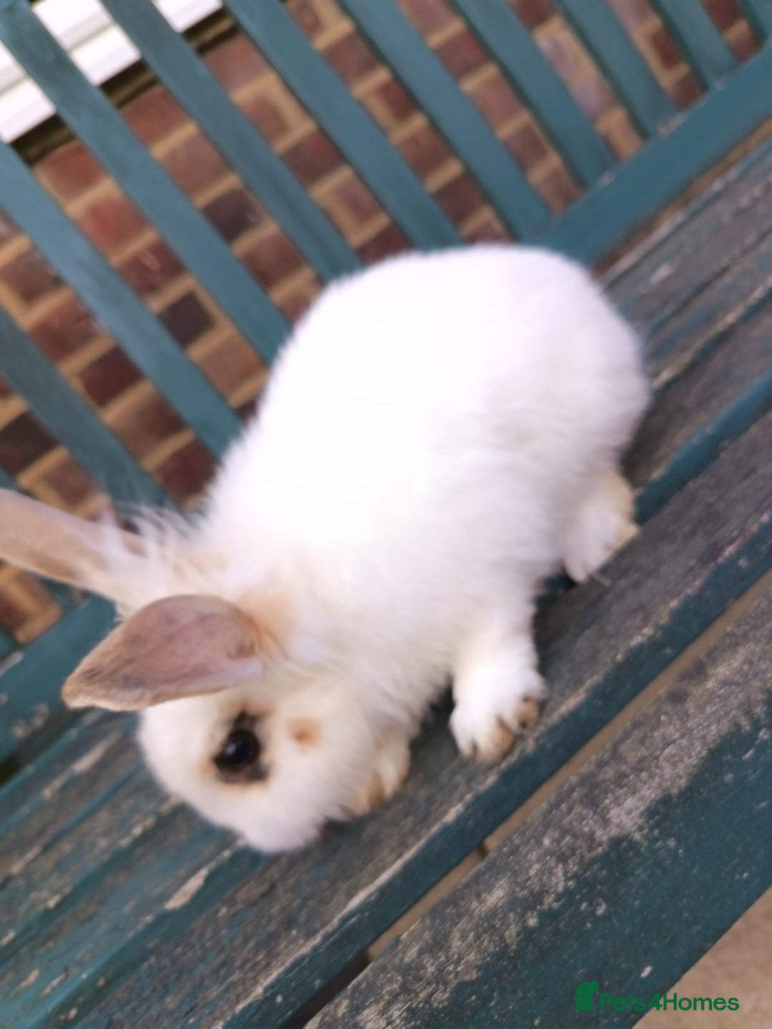 Lionhead rabbits for sale: Two Rabbits - Image 3