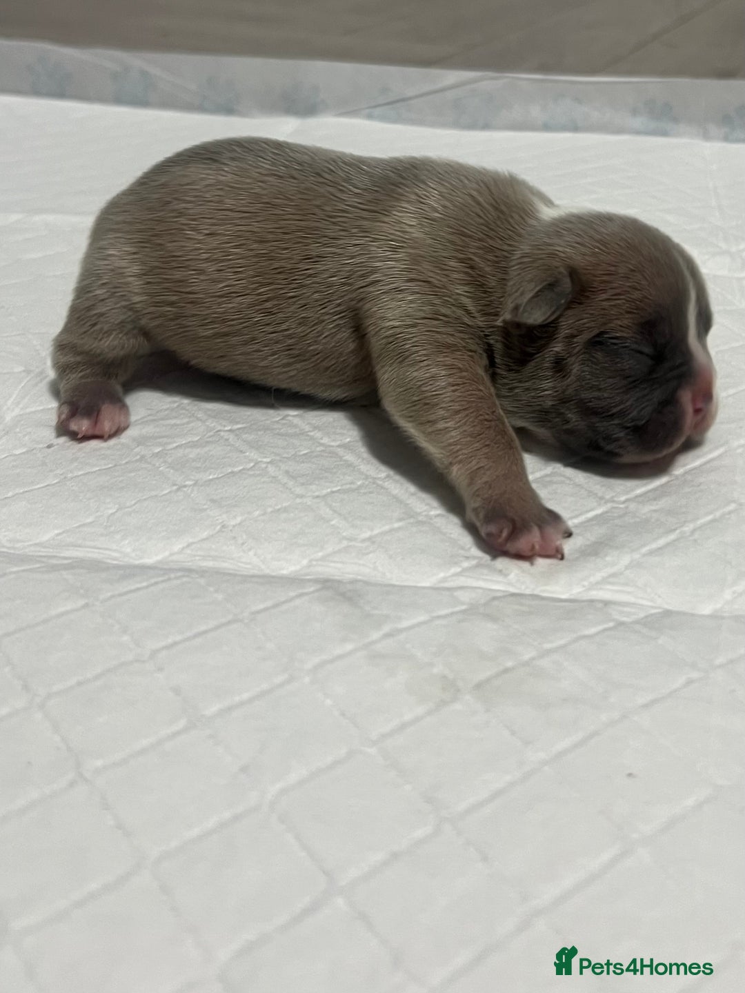 French Bulldog dogs for sale: French Bulldog Puppy’s  - Advert 13