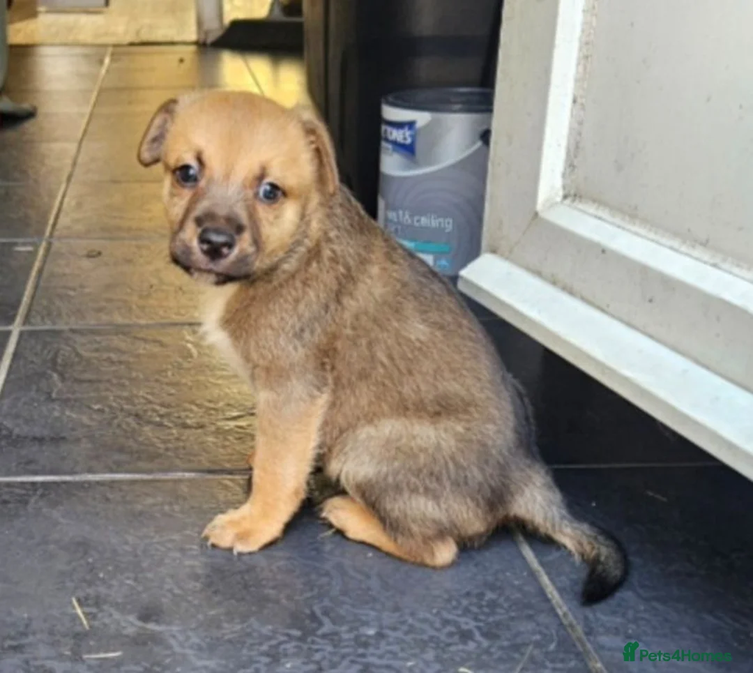 Mixed Breed dogs for sale: 5 collie x whippet puppies  - Advert 12