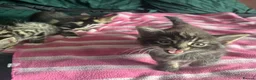 Mixed Breed cats for sale: Beautiful Tabby Kittens, looking for forever homes - Advert 9