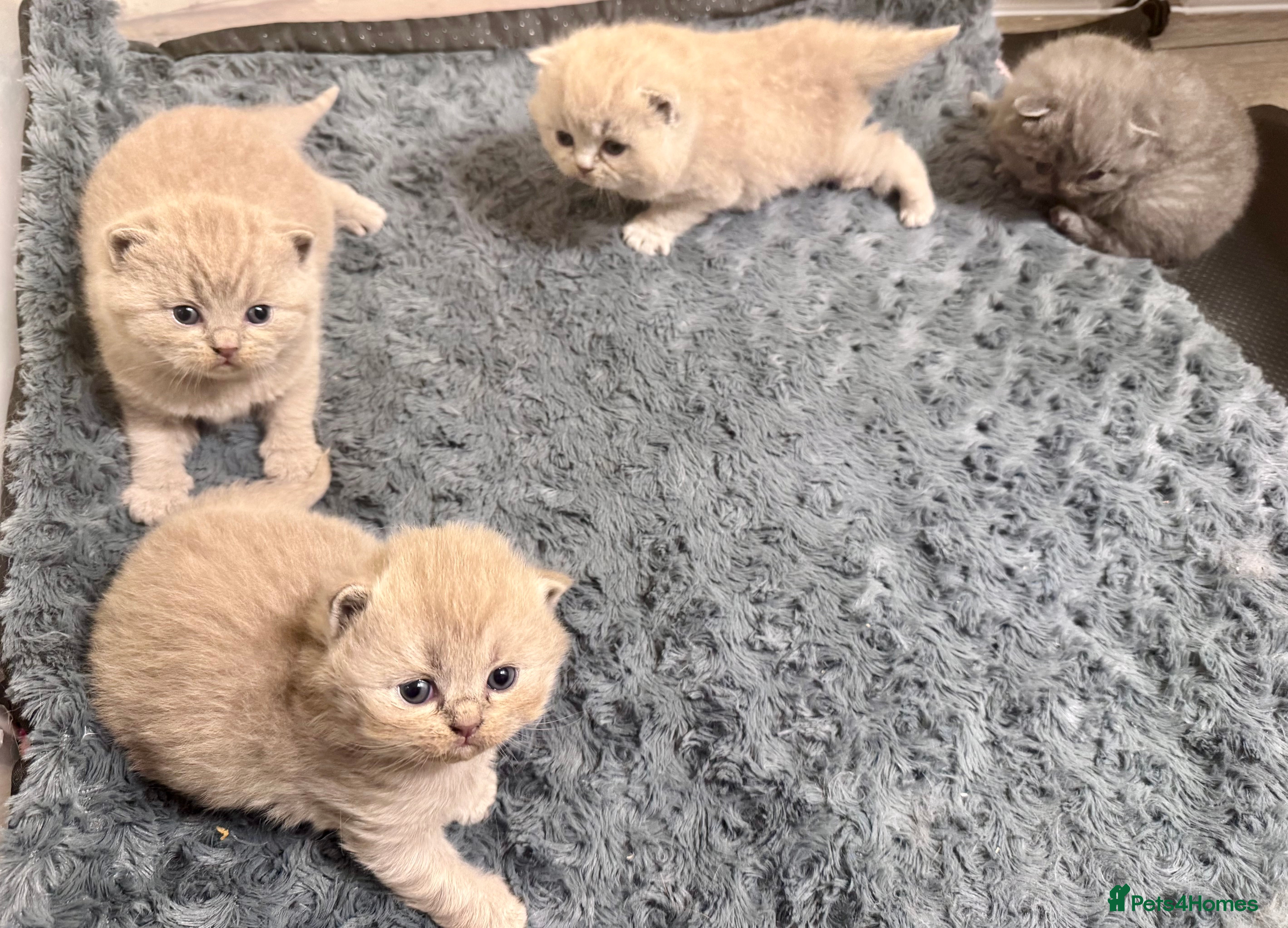 British Shorthair cats 1 Boy & 1 Girl left-Pedigree BSH kittens GCCF  - Advert 18