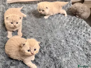 British Shorthair cats 1 Boy & 1 Girl left-Pedigree BSH kittens GCCF - Advert 18