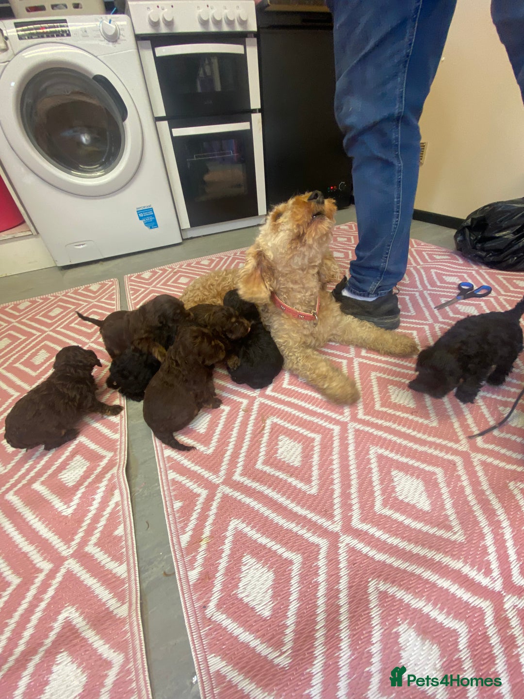 Cockapoo dogs for sale: American cockapoos - Image 5
