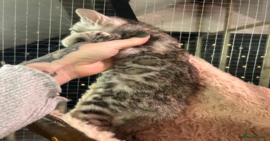 Bengal cats Last silver girl ready now, dads double 😻 - Advert 5