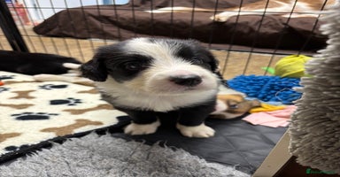 Border Collie dogs - Advert 10