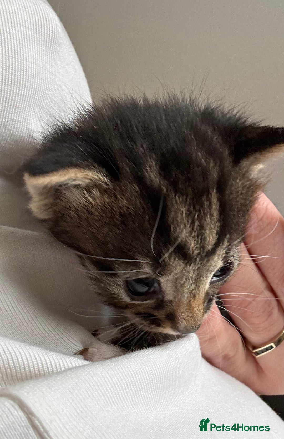 Mixed Breed cats for sale: 3x tuxedo 1x all black kittens - Image 10