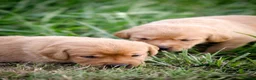 Labrador Retriever dogs for sale: Elite Litter: KC Registered Fox Red Labrador Pups - Advert 26
