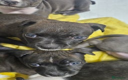 Mixed Breed dogs for sale: Mix Staffy puppies  - Image 7