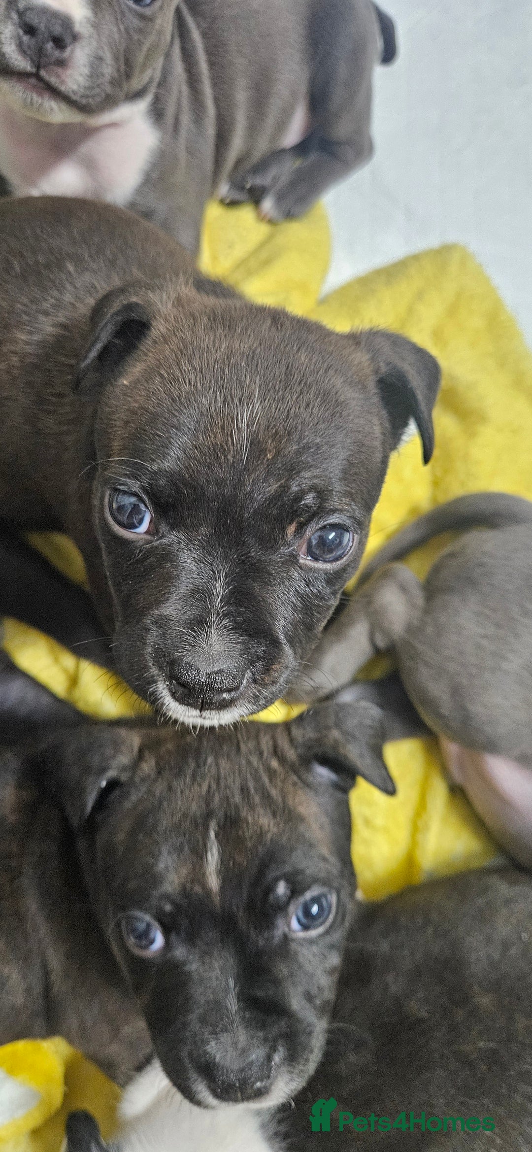 Mixed Breed dogs for sale: Mix Staffy puppies  - Image 7