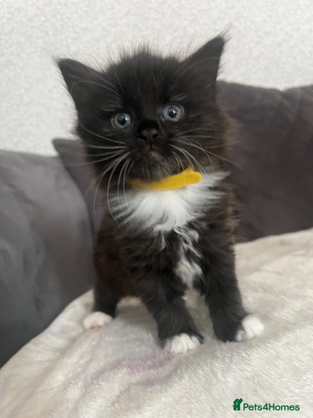 British Longhair cats for sale: Domestic long hair kittens  - Advert 2