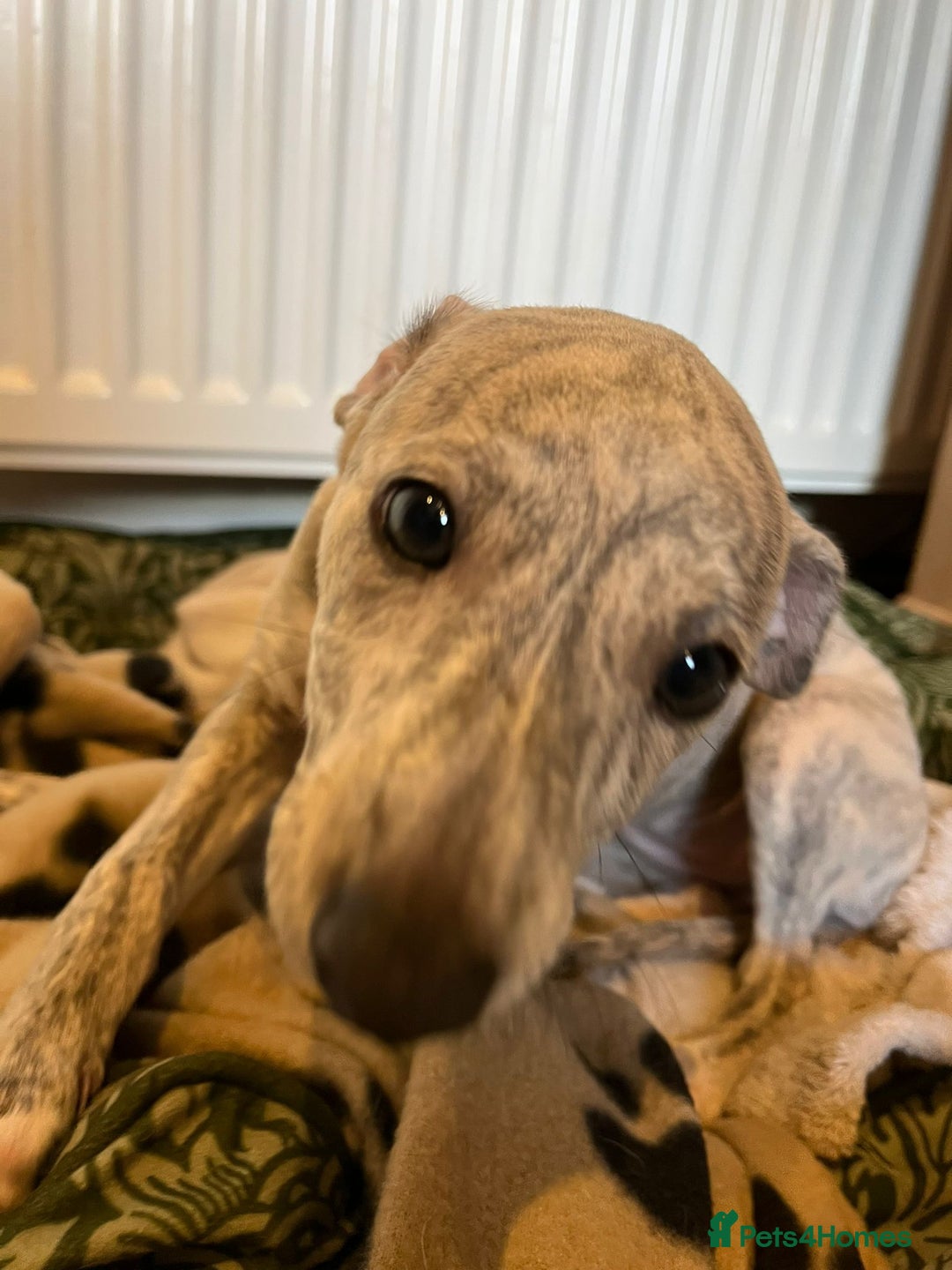 Mixed Breed dogs for sale:  🐶✨ ADORABLE WIGGY PUPPIES – licenced  breeder  - Image 23
