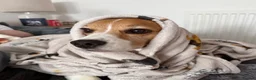 Beagle dogs for sale: Beagle  - Advert 2